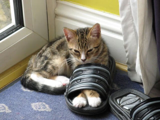 胡贝特·科斯决赛发挥超出预期，胡安贝坦科特