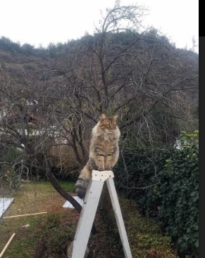 西甲极速反击:瞬间突破让敌人猝不及防,西甲录像回放极速